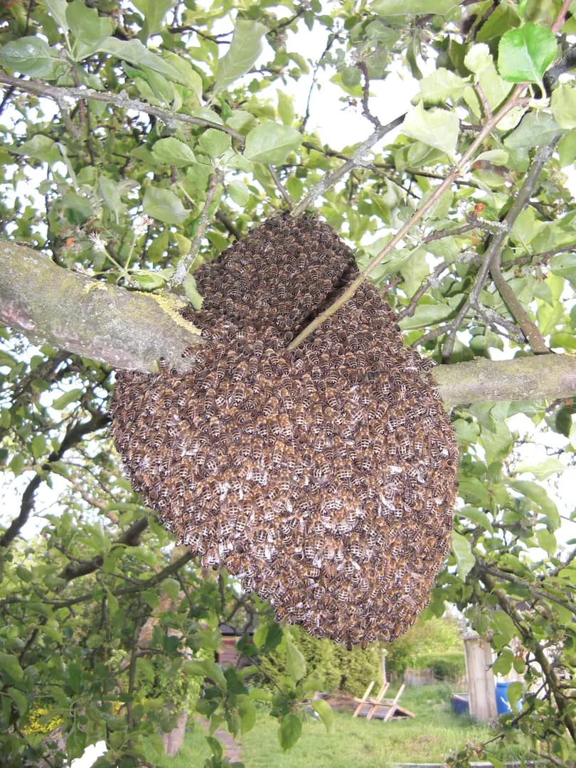 Schnupperkurs Bienenhaltung (Thumbnail 5)