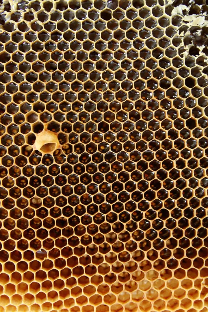 Schnupperkurs Bienenhaltung (Thumbnail 4)