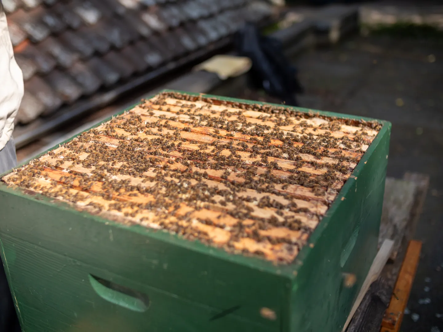 Schnupperkurs Bienenhaltung (Thumbnail 6)