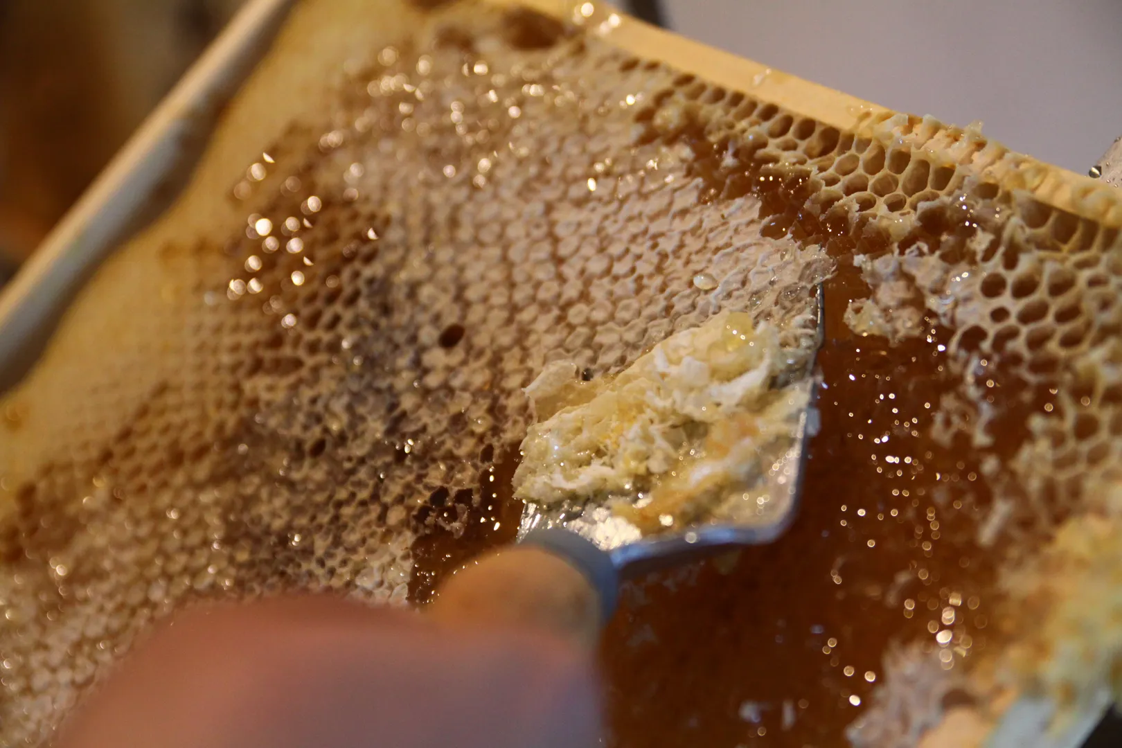 Schnupperkurs Bienenhaltung (Thumbnail 1)
