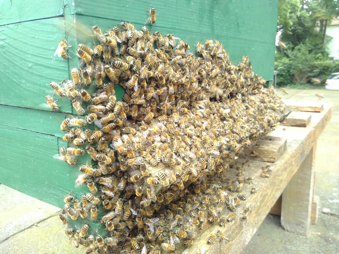 Schnupperkurs Bienenhaltung (Thumbnail 7)