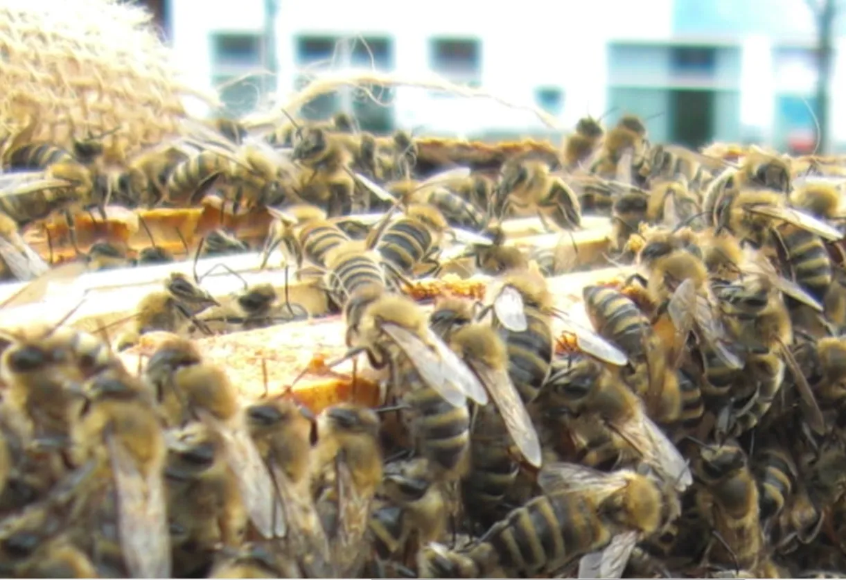 Schnupperkurs Bienenhaltung (Titelbild)