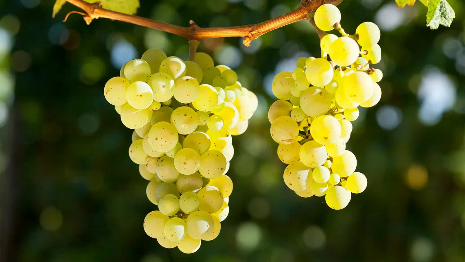 Weintasting: Rebsortenvielfalt in Weiß