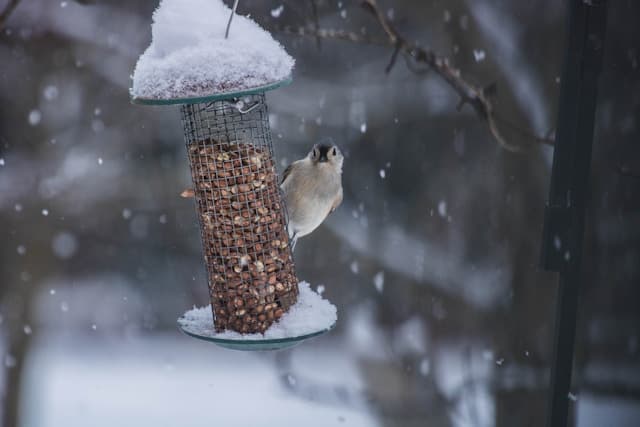 Führung Winterfester Garten
