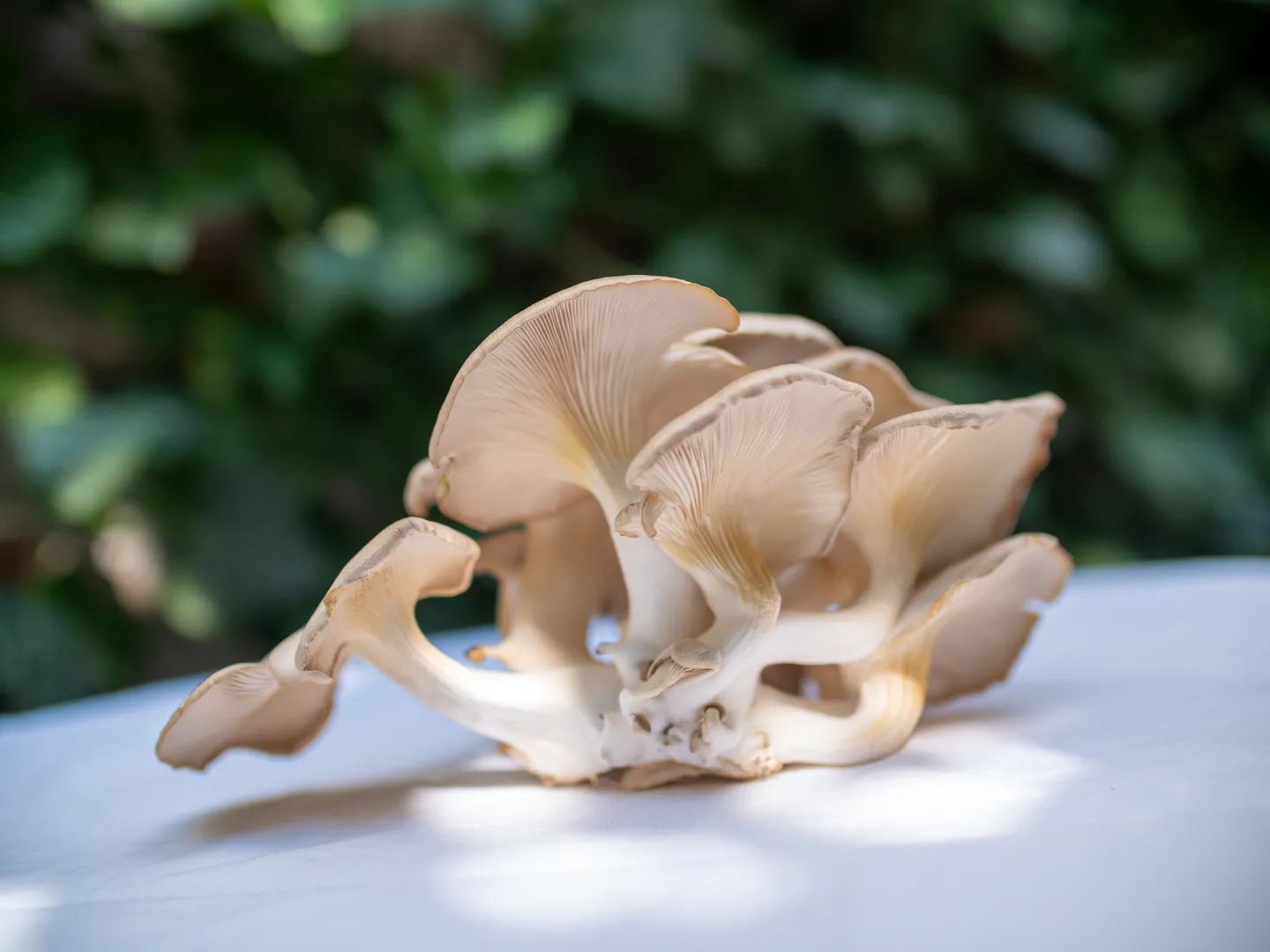 Einführung in die Speisepilzzucht in Behältnissen (Indoor) (Thumbnail 1)