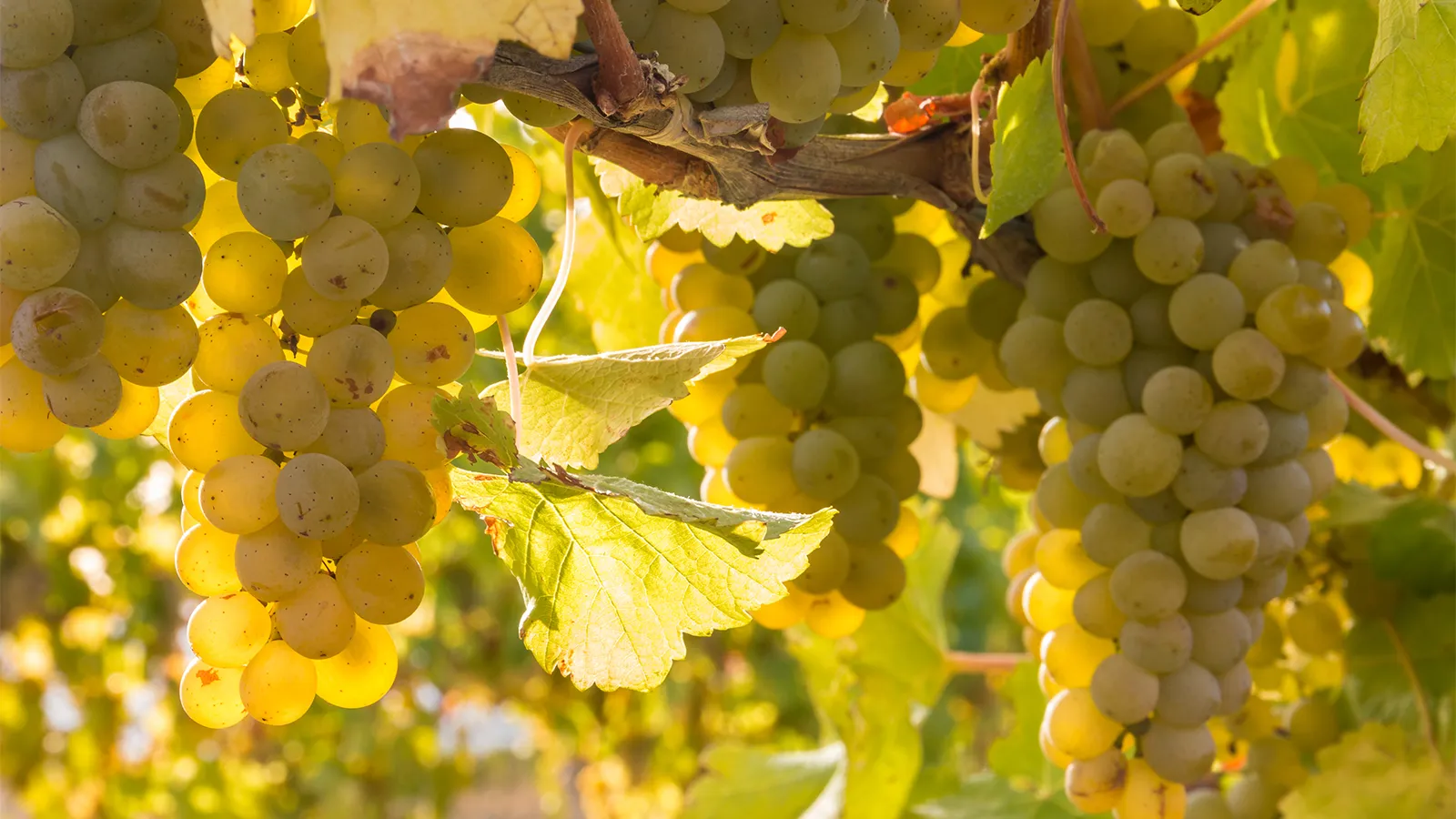 Weintasting: Chardonnay - Die Wandlungsfähige Rebsorte (Titelbild)