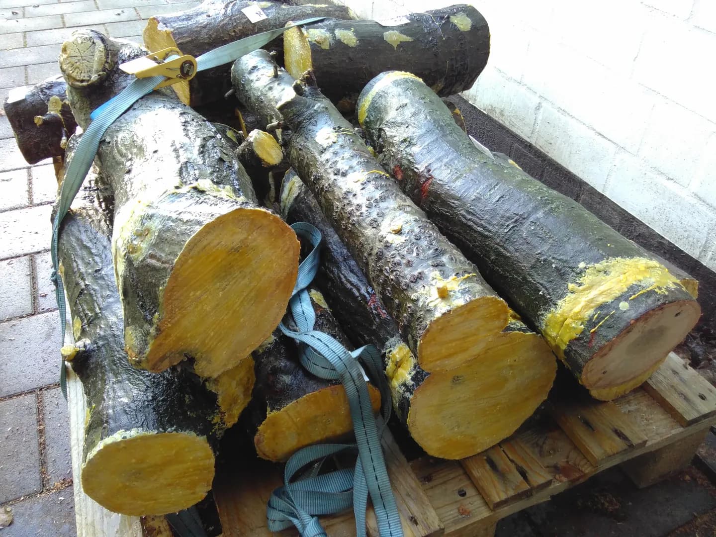 Einführung in die Speisepilzzucht auf Baumstämmen (Outdoor) (Thumbnail 6)