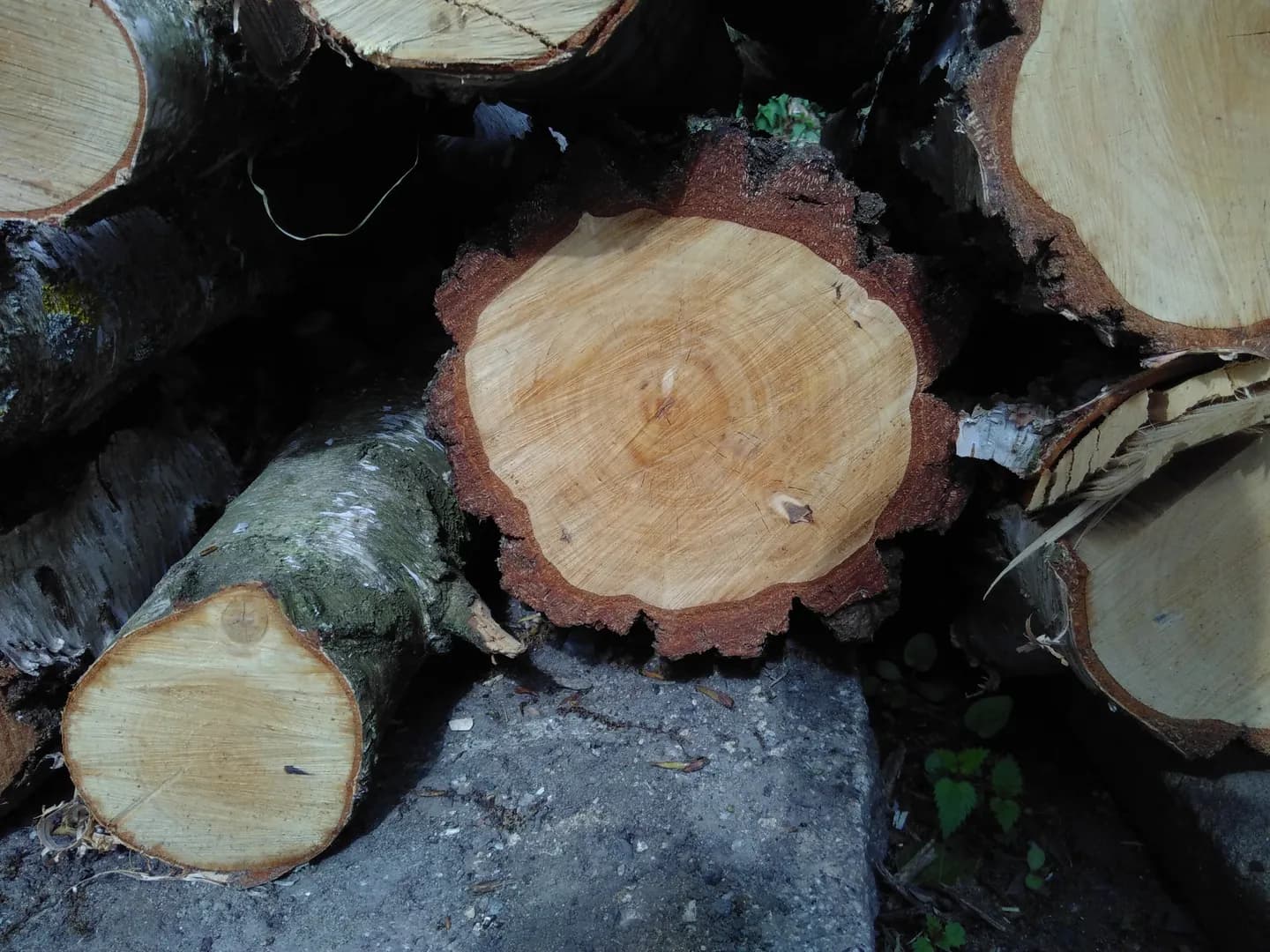Einführung in die Speisepilzzucht auf Baumstämmen/Strohballen (Outdoor (Thumbnail 4)