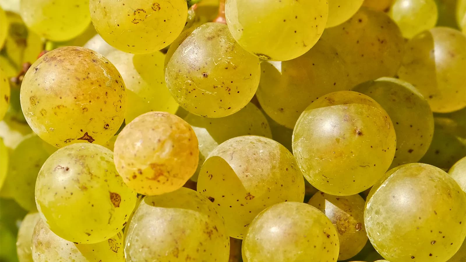 Weintasting: Sauvignon Blanc - Ein Alleskönner (Titelbild)